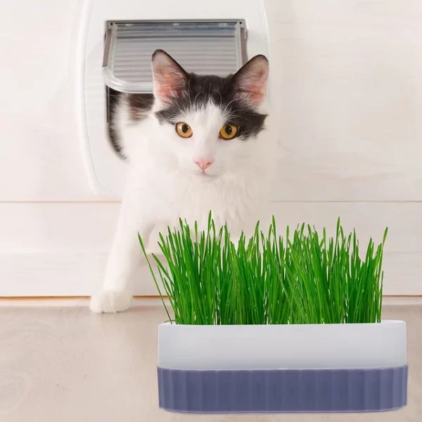 Grass para gatos - hierba para gatos